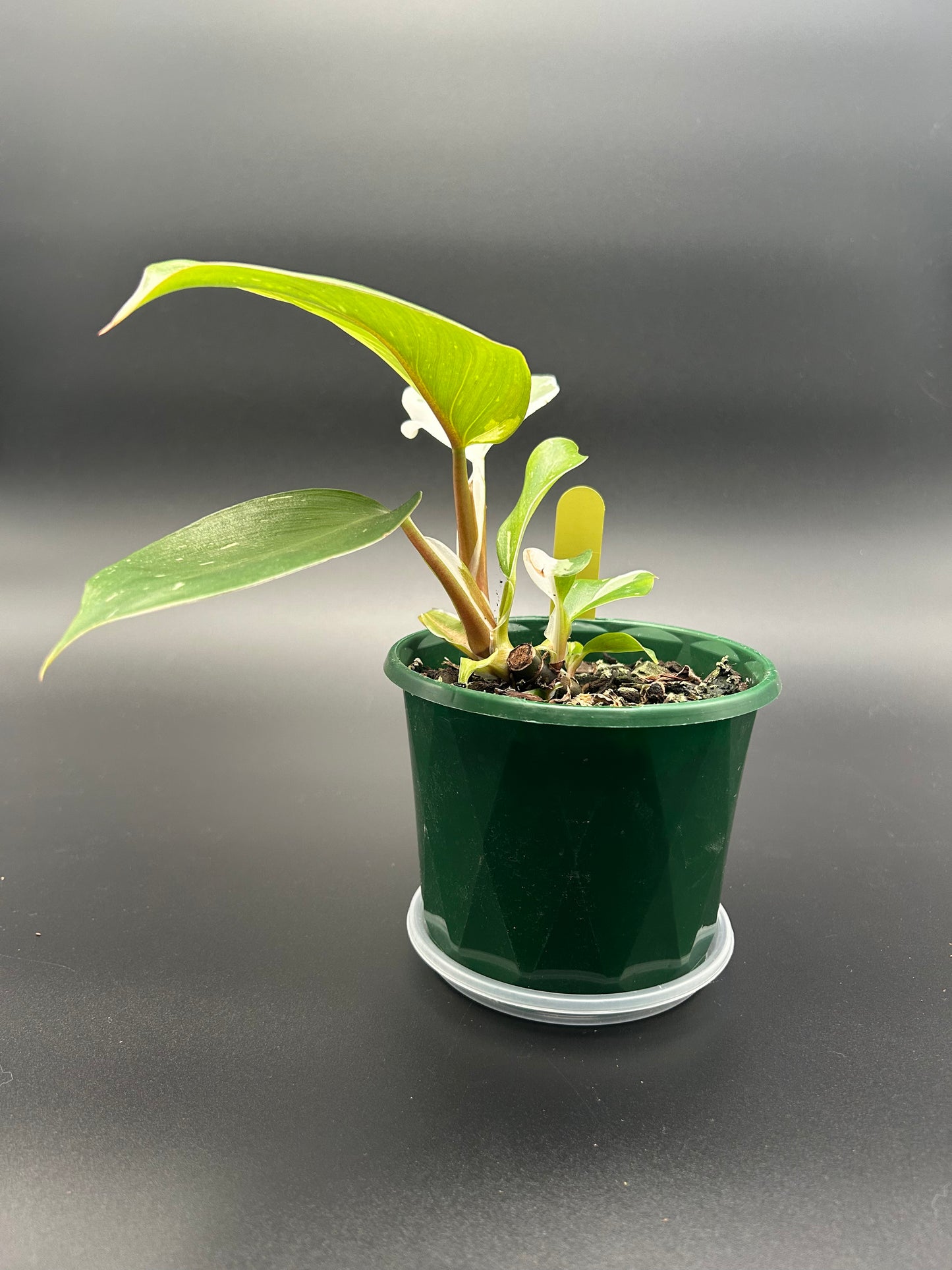 Philodendron White Knight 13cm Pot Yellow