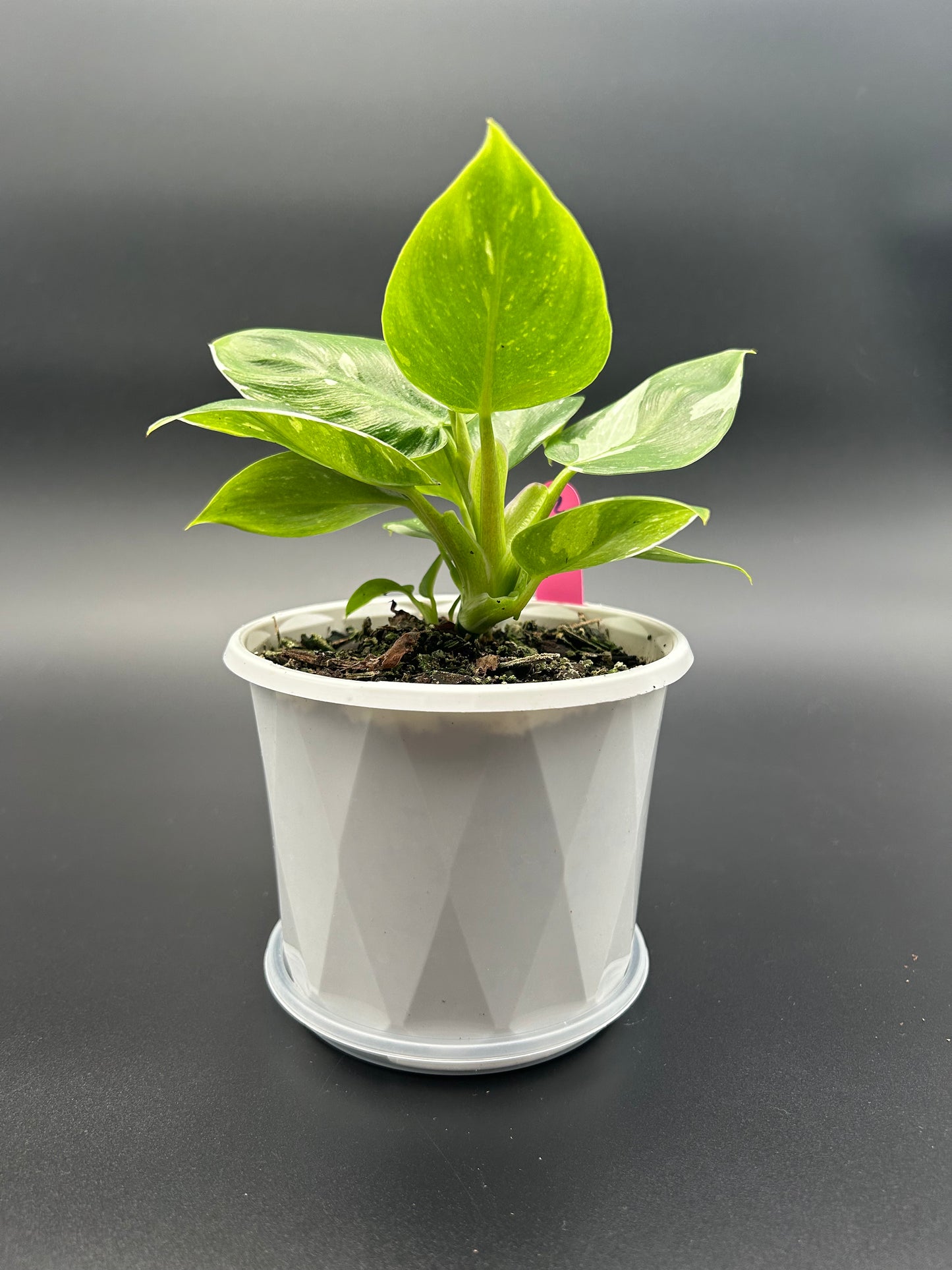 Philodendron 'White Wizard' in a 13cm Pot S2