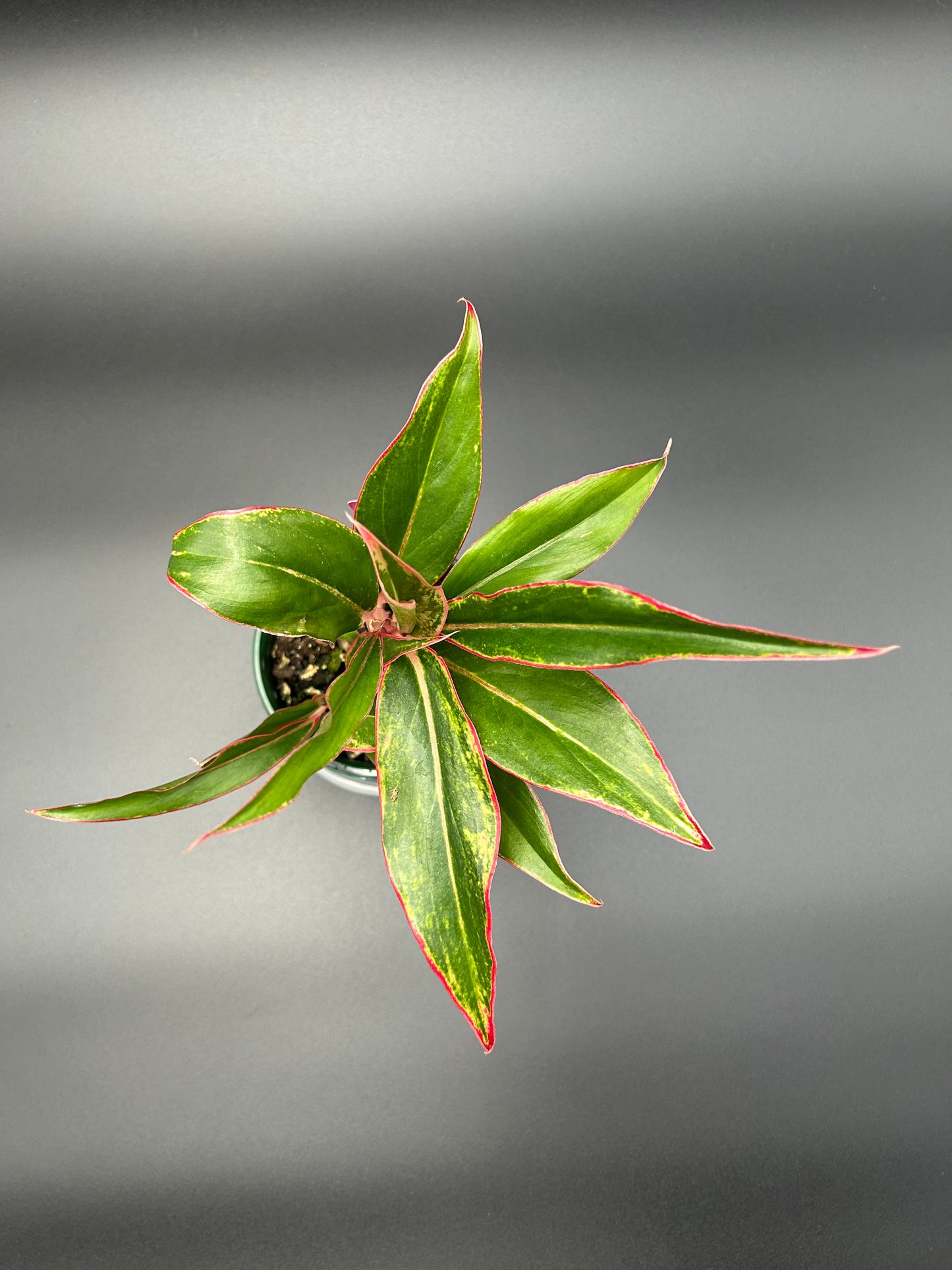 Aglaonema/Chinese Evergreen 'Siam Aurora' in a 10cm Pot