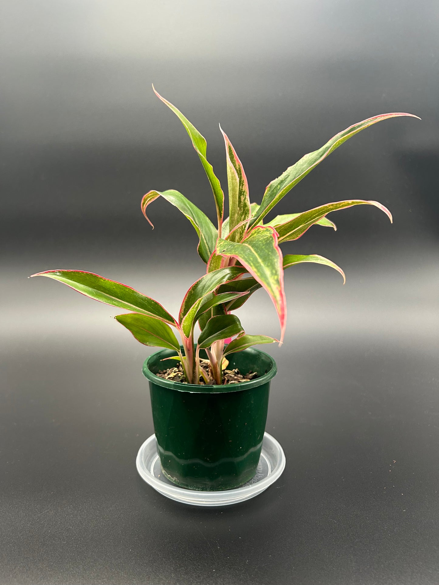 Aglaonema/Chinese Evergreen 'Siam Aurora' in a 10cm Pot