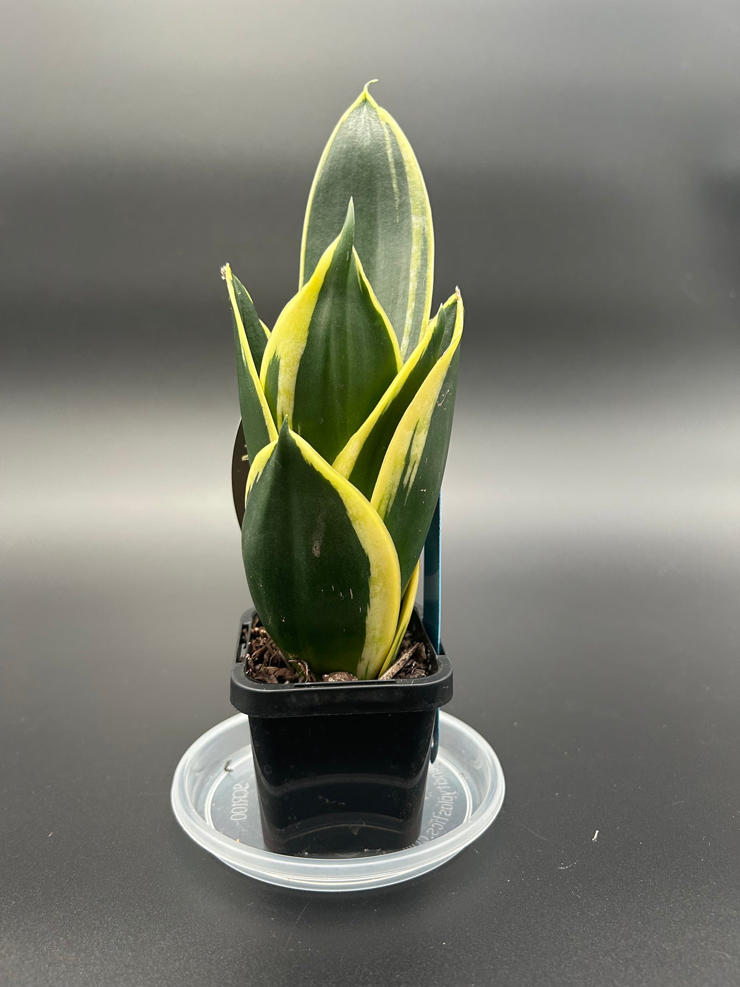 Sansevieria Lotus Hahnii Hybrid 7cm Pot Blue