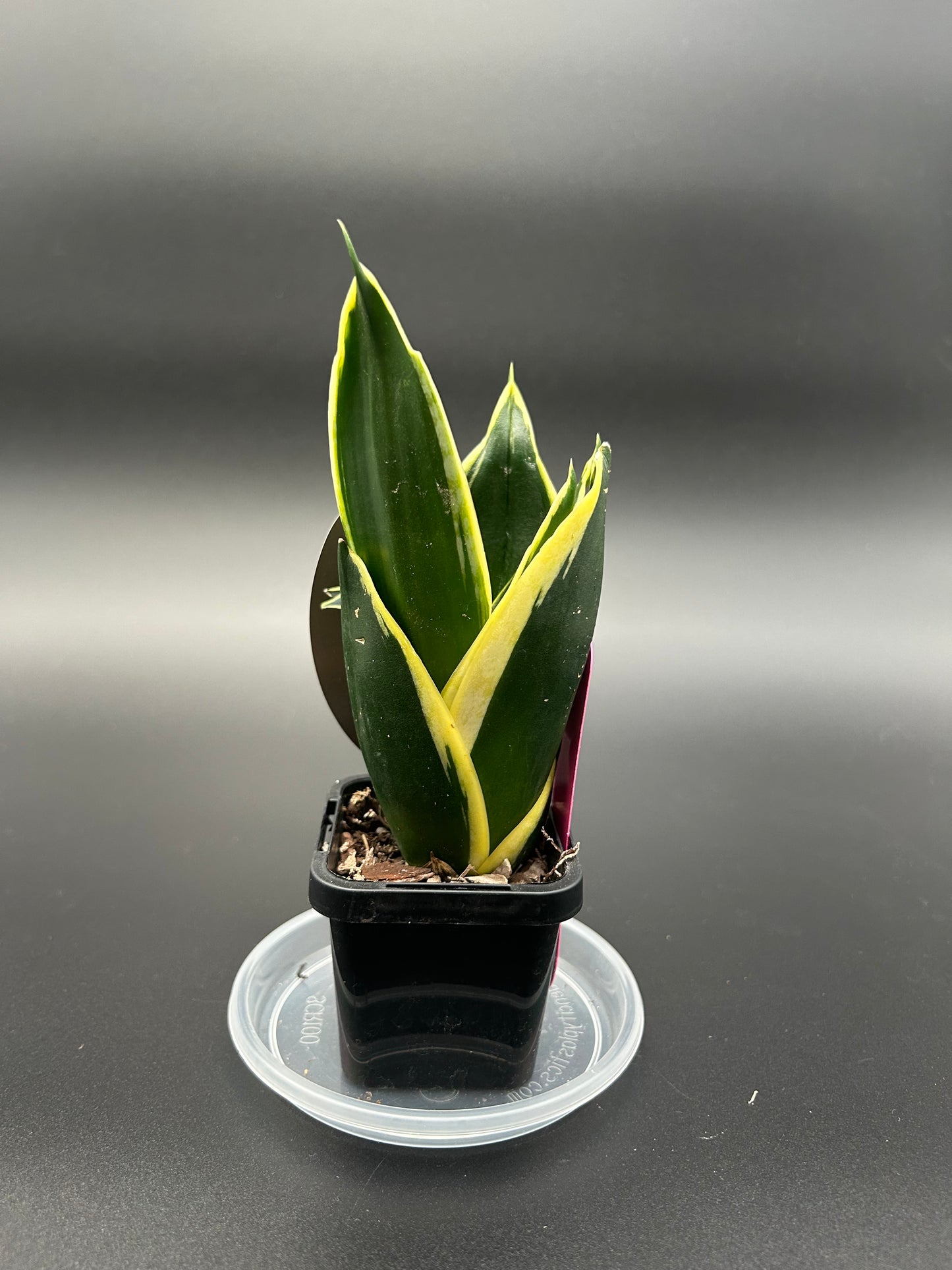 Sansevieria Lotus Hahnii Hybrid 7cm Pot Pink