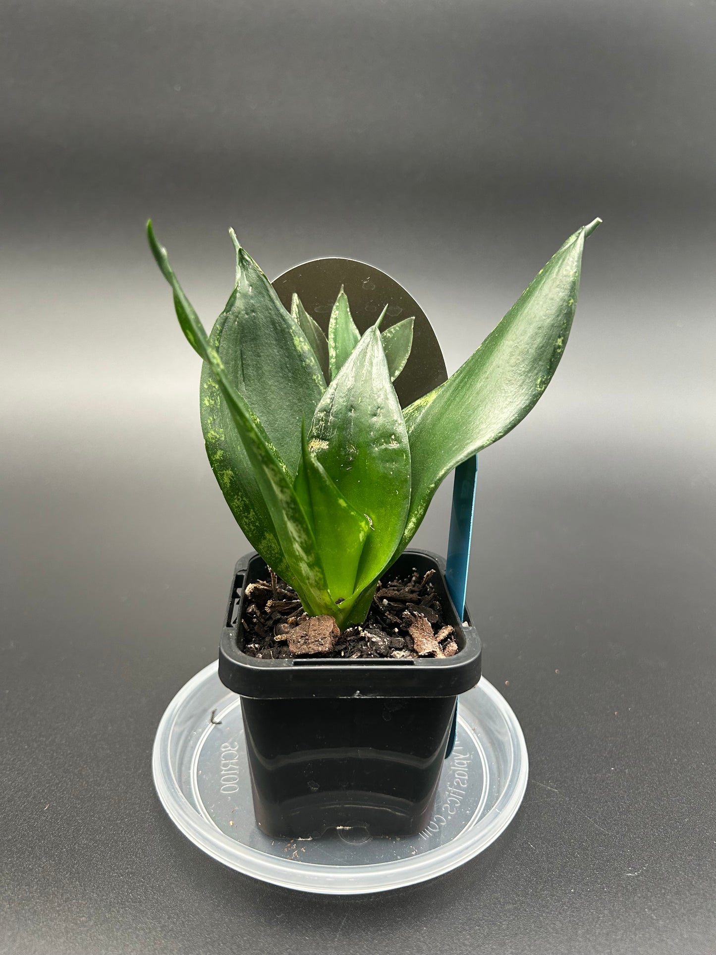 Sansevieria 'Whitney Hahnii' 7cm Pot Blue