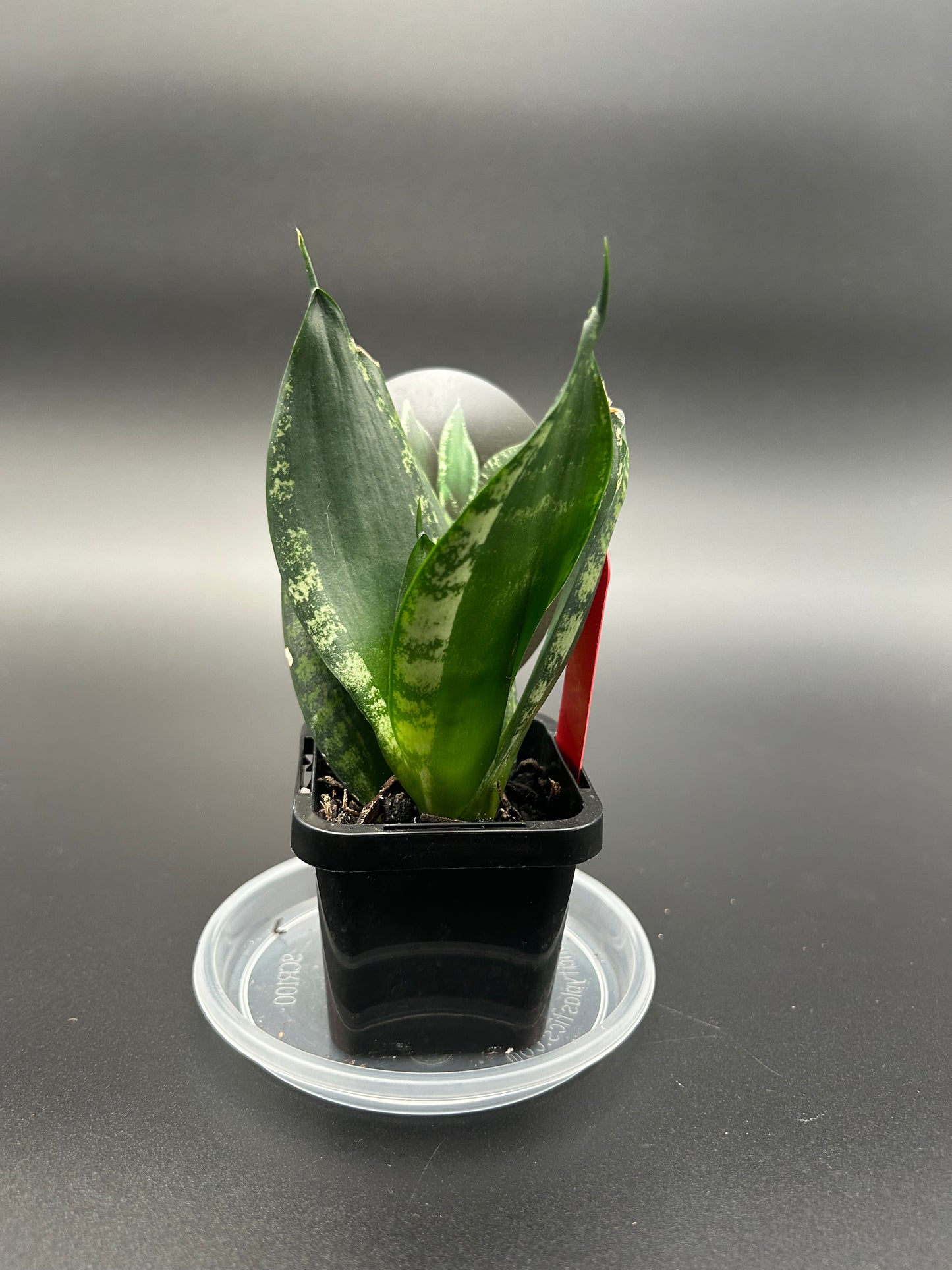 Sansevieria 'Whitney Hahnii' 7cm Pot Red