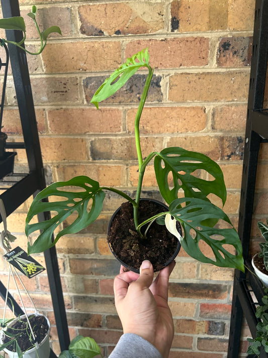 Monstera Adansonii (reverted) 12cm Pot
